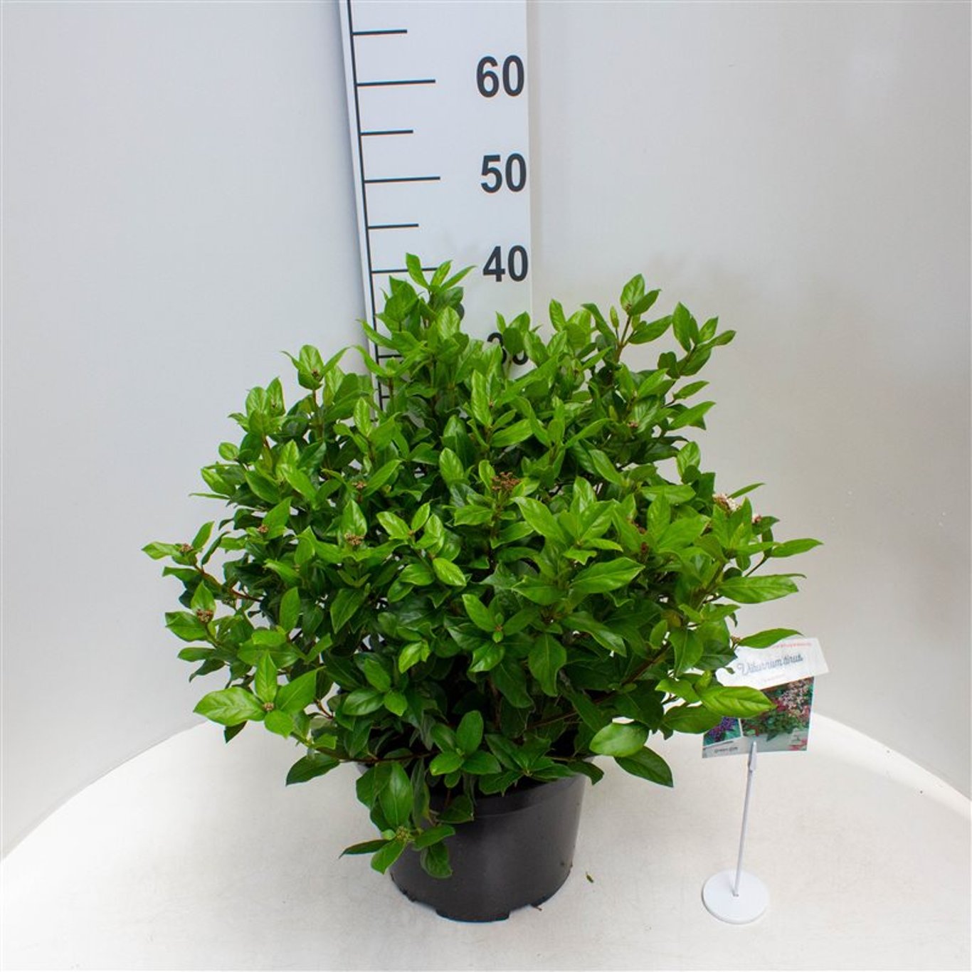 Viburnum tin. 'Gwenllian' - C10 40-50 CM